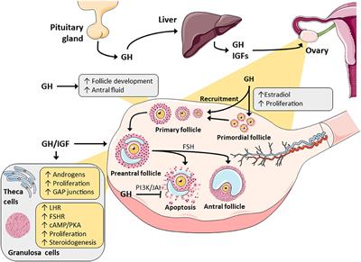 Growth Hormone and Insulin-Like Growth Factor Action in Reproductive Tissues